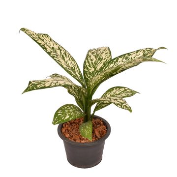 Dieffenbachia 'White Etna'