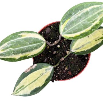 Hoya latifolia 'Pot of Gold'