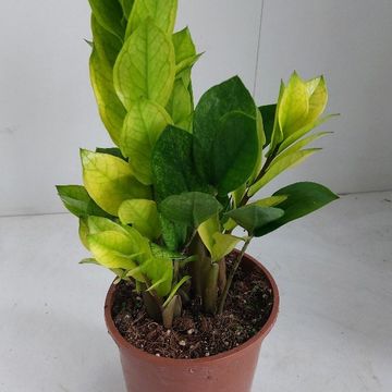 Zamioculcas zamiifolia 'Chameleon'