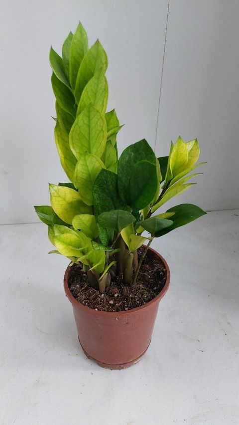 Zamioculcas zamiifolia 'Chameleon'