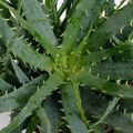 Aloe arborescens