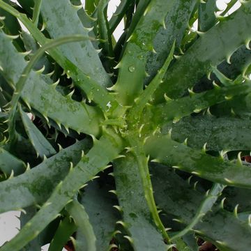 Aloe arborescens