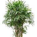 Rhapis excelsa