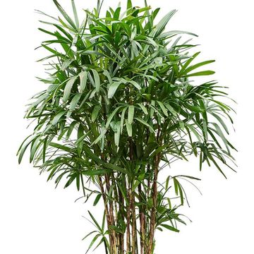 Rhapis excelsa
