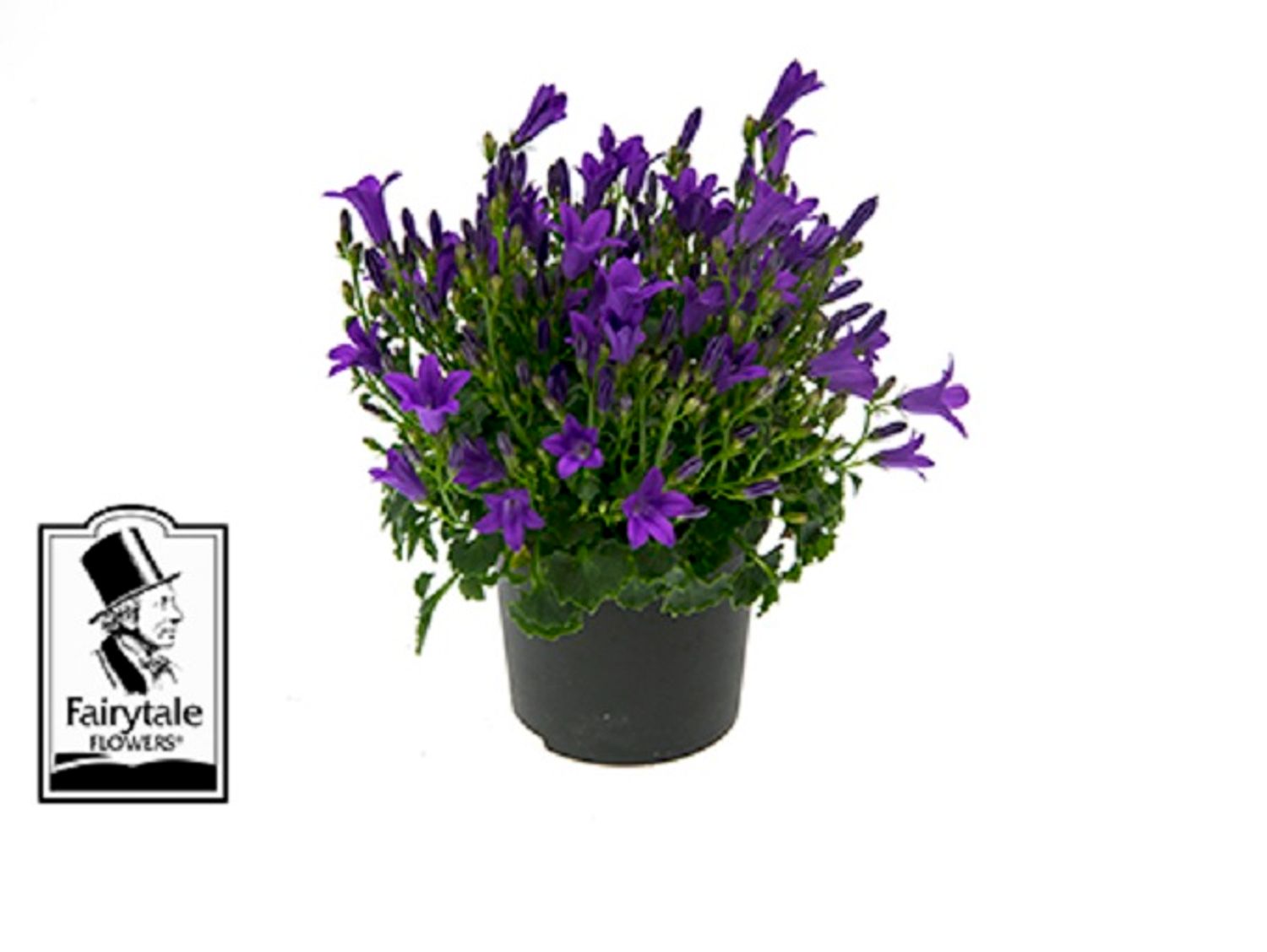 Campanula portenschlagiana BLUE GET MEE — Groothandel in planten FlorAccess