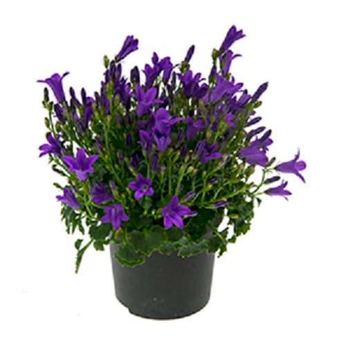 カンパニュラ Portenschlagiana Blue Get Mee ポ7 Cm 身10 Cm 植物卸売 Floraccess