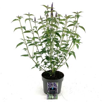 Agastache rugosa 'Little Adder'