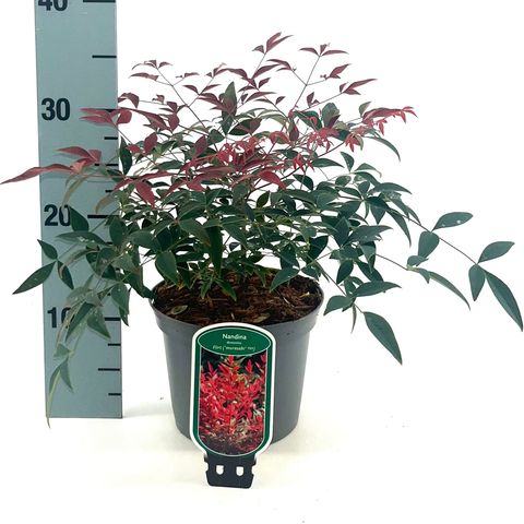 Nandina domestica FLIRT