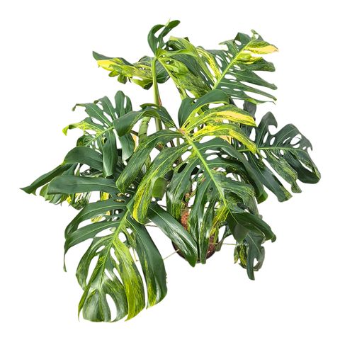 Monstera deliciosa 'Variegata Aurea'