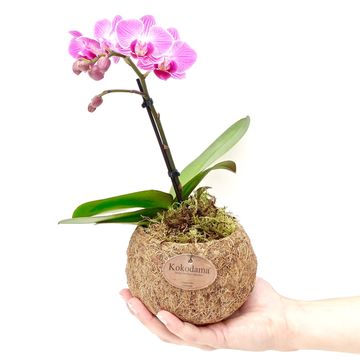 Phalaenopsis MIX