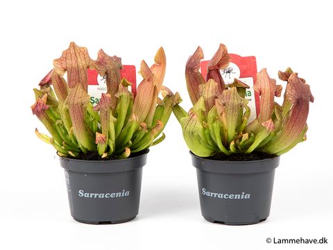 Sarracenia 'Maroon'