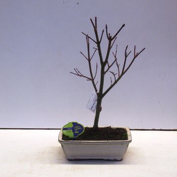 Acer palmatum 'Skeeter's Broom'