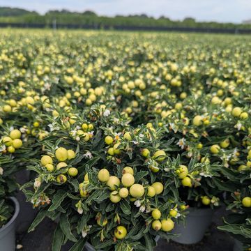 Solanum pseudocapsicum 'Jupiter'