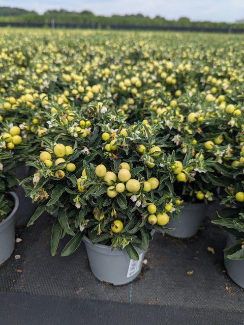 Solanum pseudocapsicum 'Jupiter'