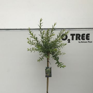 Ива integra 'Хакуро-нишики'