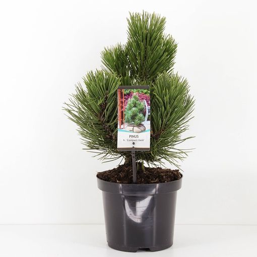 Pinus heldreichii 'Compact Gem' (Bremmer Boomkwekerijen)