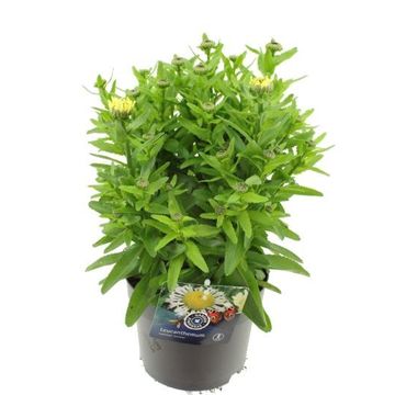 Leucanthemum 'Lacrosse'