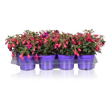 Fuchsia BELLA FUCHSIA MARIA