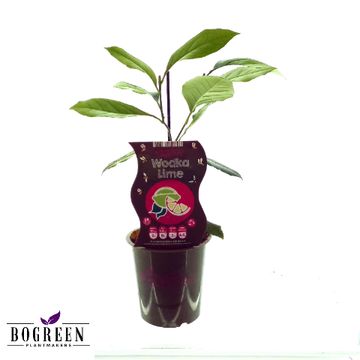 Citrus aurantifolia 'Wodka Lime' Citrus aurantifolia 'Wodka Lime'