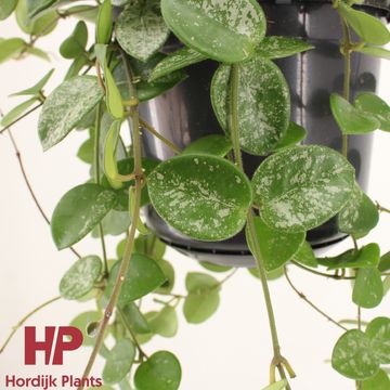 Hoya 'Mathilde Splash'