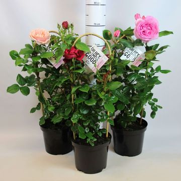 Rosa RENAISSANCE COLLECTION MIX