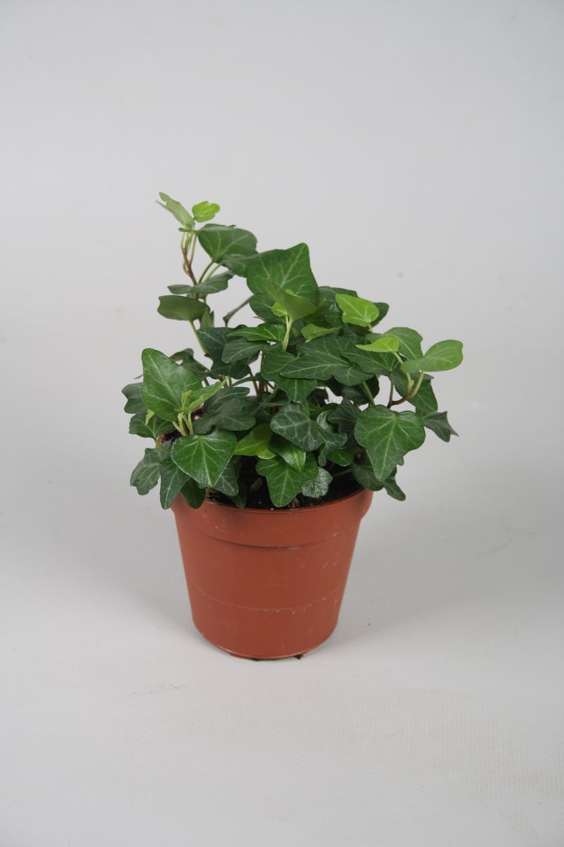 Hedera helix 'Wonder' — Plant Wholesale FlorAccess