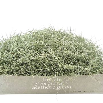 Tillandsia usneoides