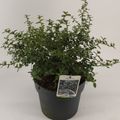Ceanothus thyrsiflorus repens