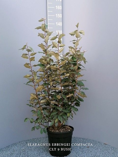 Elaeagnus x ebbingei