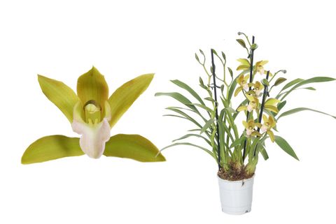 Cymbidium TIGER TAIL