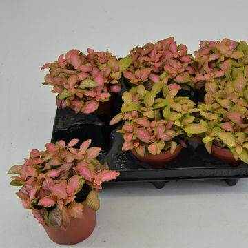 Fittonia verschaffeltii 'Salmon Ruby Lime'