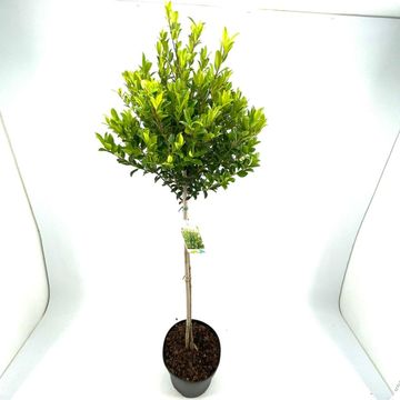 Ilex maximowicziana kanehirae