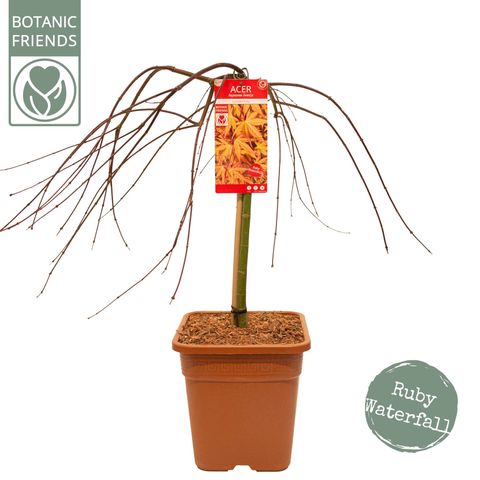 Acer palmatum CASCADE RUBY