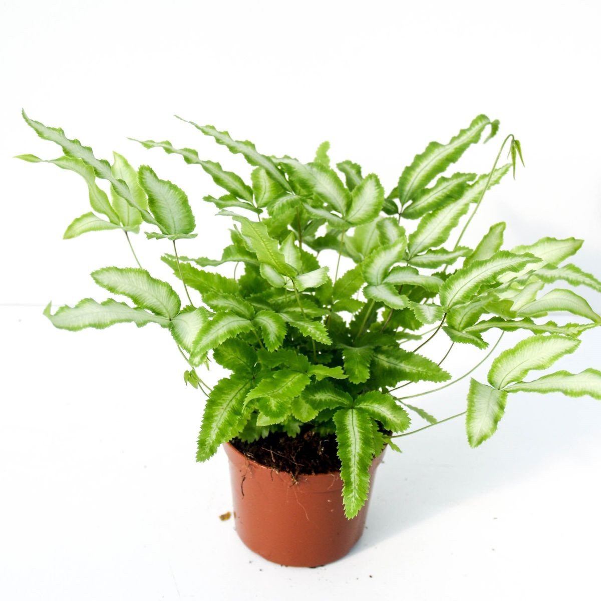 Pteris Albolineata Fougère D’Intérieur 25-35cm - Pteris De Crête Panachée En Pot