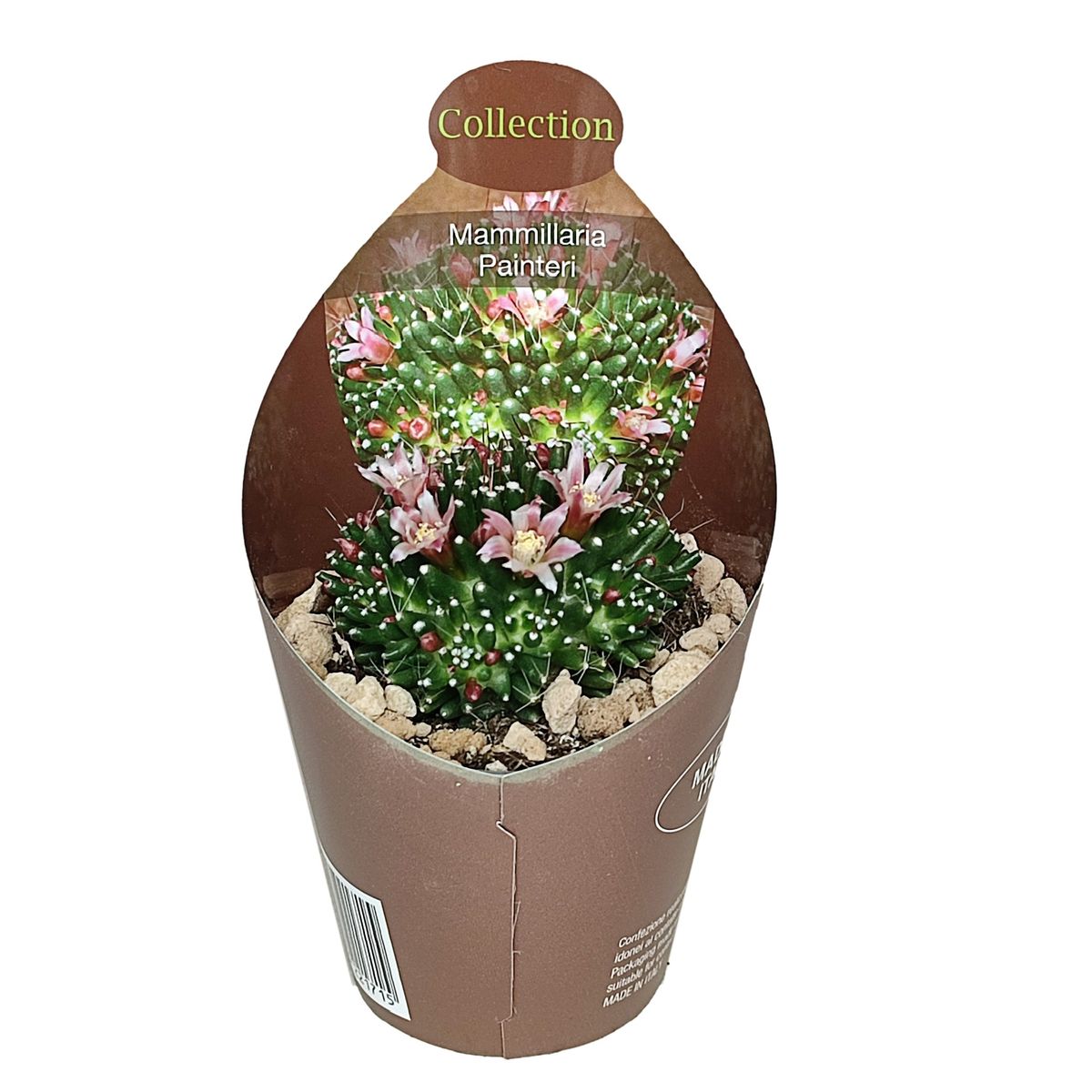 Mammillaria painteri  Plant Wholesale FlorAccess