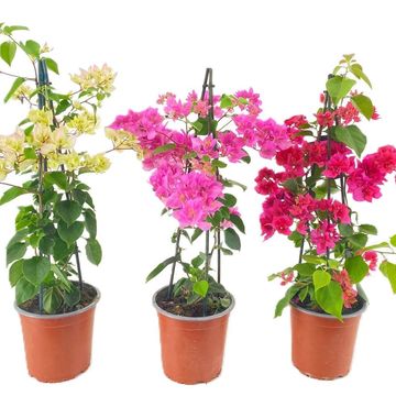 Bougainvillea glabra 'Sanderiana'
