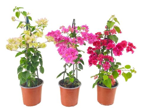 Bougainvillea glabra 'Sanderiana'