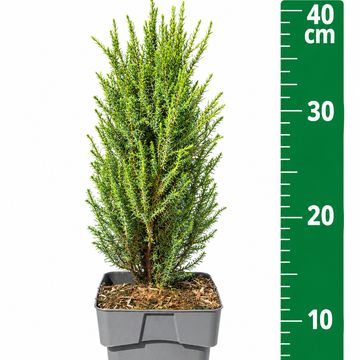 Juniperus communis 'Compressa'