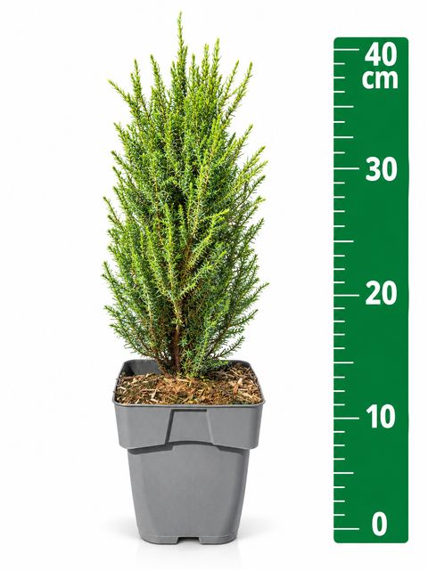 Juniperus communis 'Compressa'