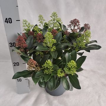 Skimmia japonica MIX IN POT