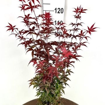 Acer palmatum 'Twombly’s Red Sentinel'