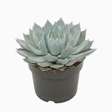 Echeveria 'Aquila'