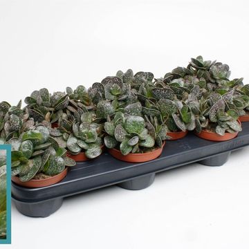Adromischus cooperi