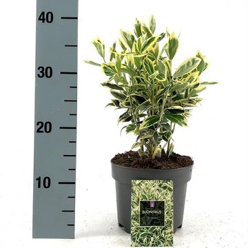 Euonymus japonicus 'Bravo'