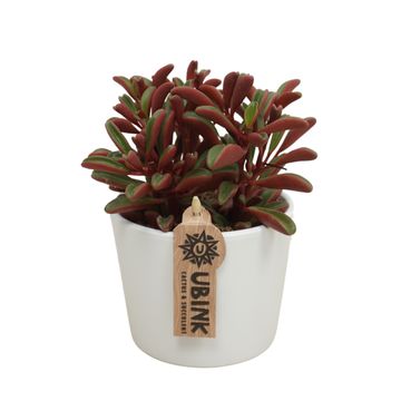 Peperomia graveolens