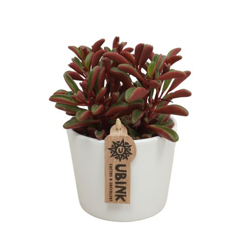 Peperomia graveolens