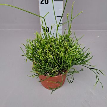 Rhipsalis cassutha
