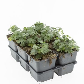 Geranium sanguineum 'Album'