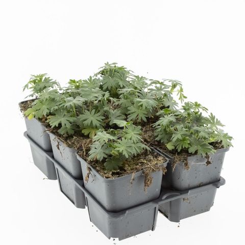 Geranium sanguineum 'Album'