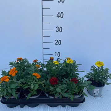 Tagetes ATON MIX